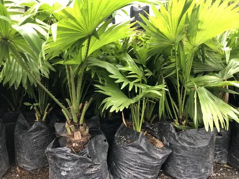 Decorative plants Stock Photos