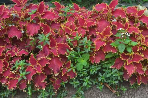 Decorative Plants 写真素材