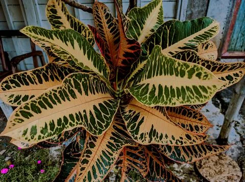 Decorative plants Stock Photos