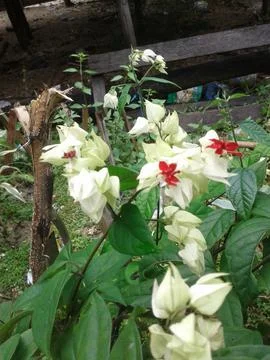 Decorative plants 库存照片