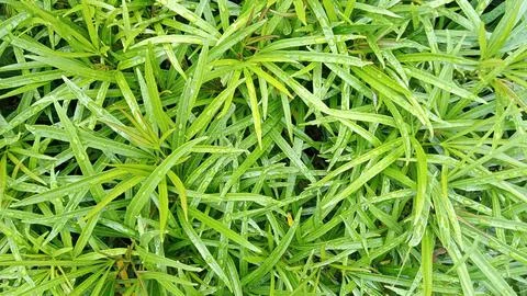 Decorative Plants Stock Photos