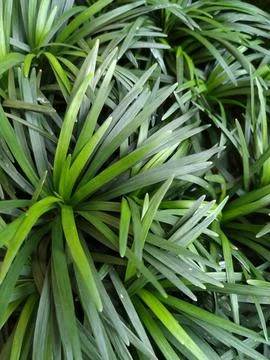 Decorative plants Stock Photos