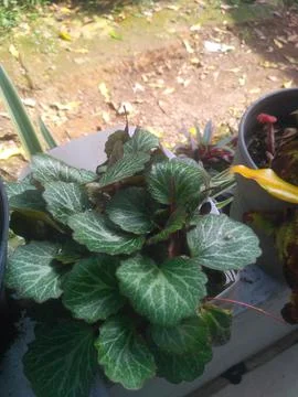 Decorative plants 스톡 사진
