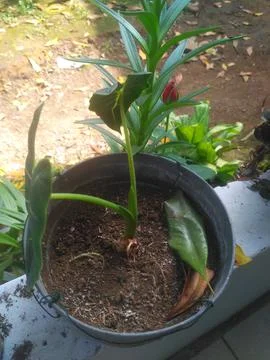 Decorative plants 스톡 사진