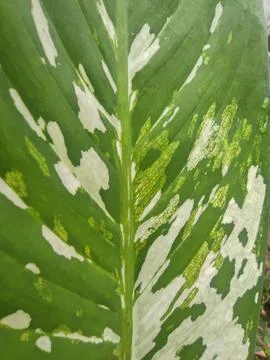 Decorative plants Stock Photos