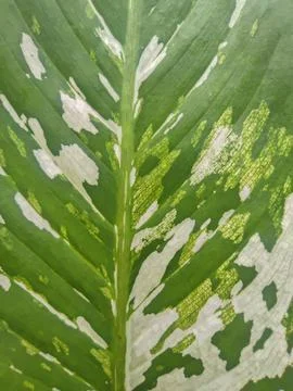 Decorative plants 스톡 사진