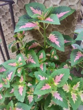 Decorative plants Stock Photos