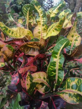 Decorative plants Stock Photos