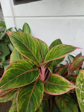 Decorative plants Stock Photos
