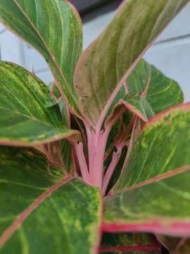 Decorative plants Stock Photos