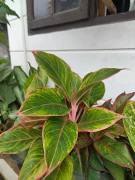 Decorative plants Stock Photos