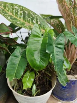 Decorative plants 스톡 사진