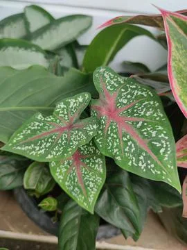 Decorative plants 스톡 사진