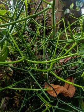 Decorative plants 스톡 사진