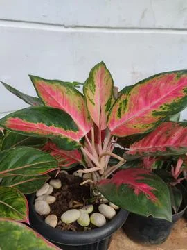 Decorative plants Stock Photos