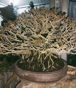 Decorative plants Stock Photos