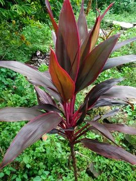 Decorative plants Stock Photos