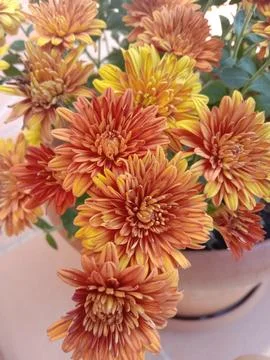 Decorative plants 库存照片