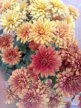 Decorative plants 库存照片