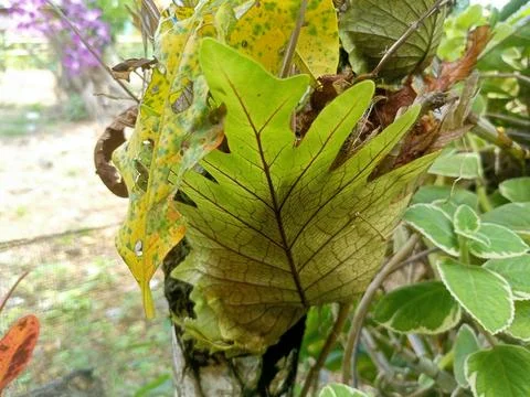 Decorative plants Stock Photos