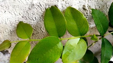 Decorative plants 写真素材