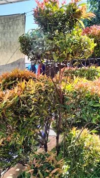 Decorative plants Foto stock