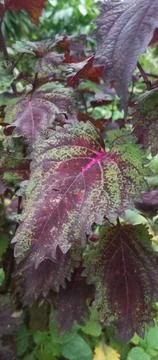 Decorative plants Stock Photos