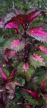 Decorative plants Stock Photos