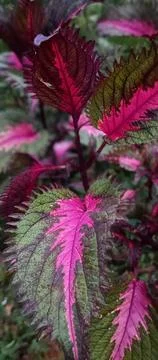 Decorative plants Stock Photos