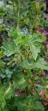 Decorative plants Stock Photos