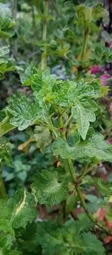 Decorative plants Stock Photos