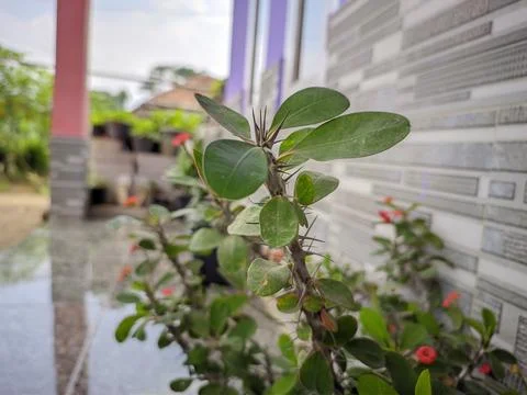 Decorative Plants Stock Photos