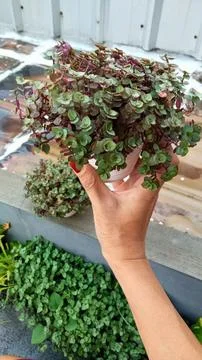 Decorative plants Foto stock