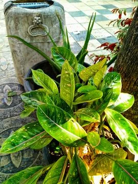 Decorative plants Stock Photos