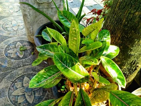 Decorative plants Stock Photos
