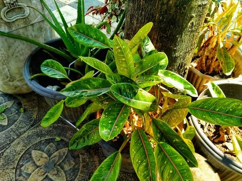 Decorative plants Stock Photos