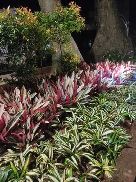 Decorative plants Stock Photos