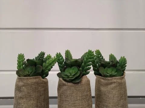 Decorative plants Stock Photos