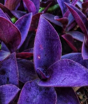 Decorative plants Stock Photos