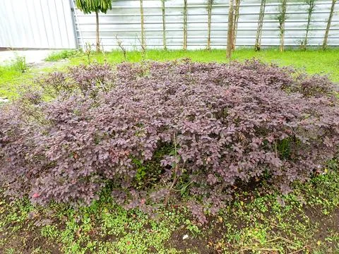 Decorative plants Foto stock