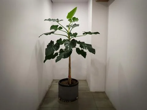 Decorative plants Foto stock