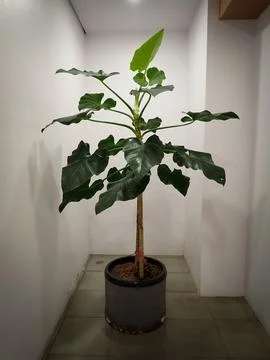 Decorative plants Fotos Stock