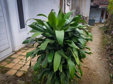 Decorative plants Stock Photos