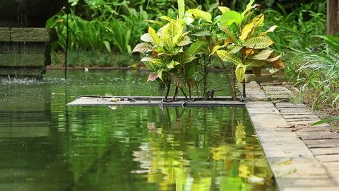 Decorative plants on a pond side Stock Footage 72469784