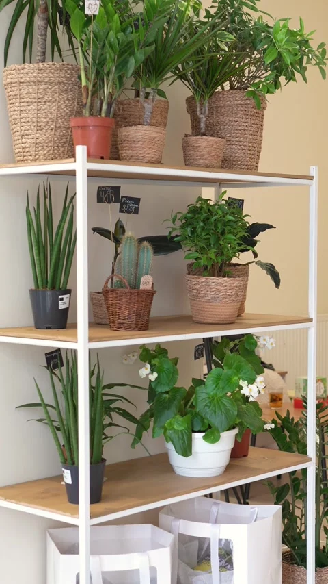 Decorative plants in pots stand on a shelf Stock Footage 317961402