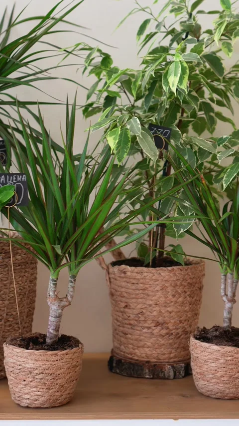 Decorative plants in pots stand on a shelf Stock Footage 317961436