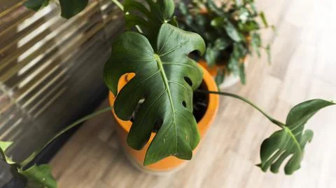Decorative plants in the room Stock Photos