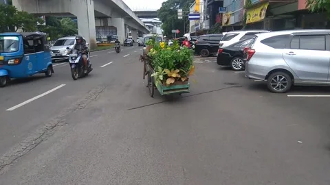Decorative plants seller Stock Footage 232448470