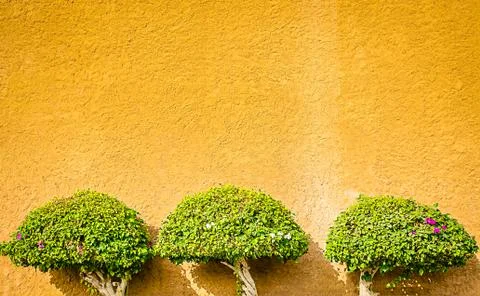 Decorative Plants on the Wall Fotos Stock