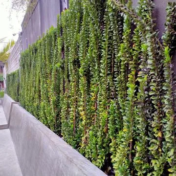 Decorative Plants On The Wall Foto stock